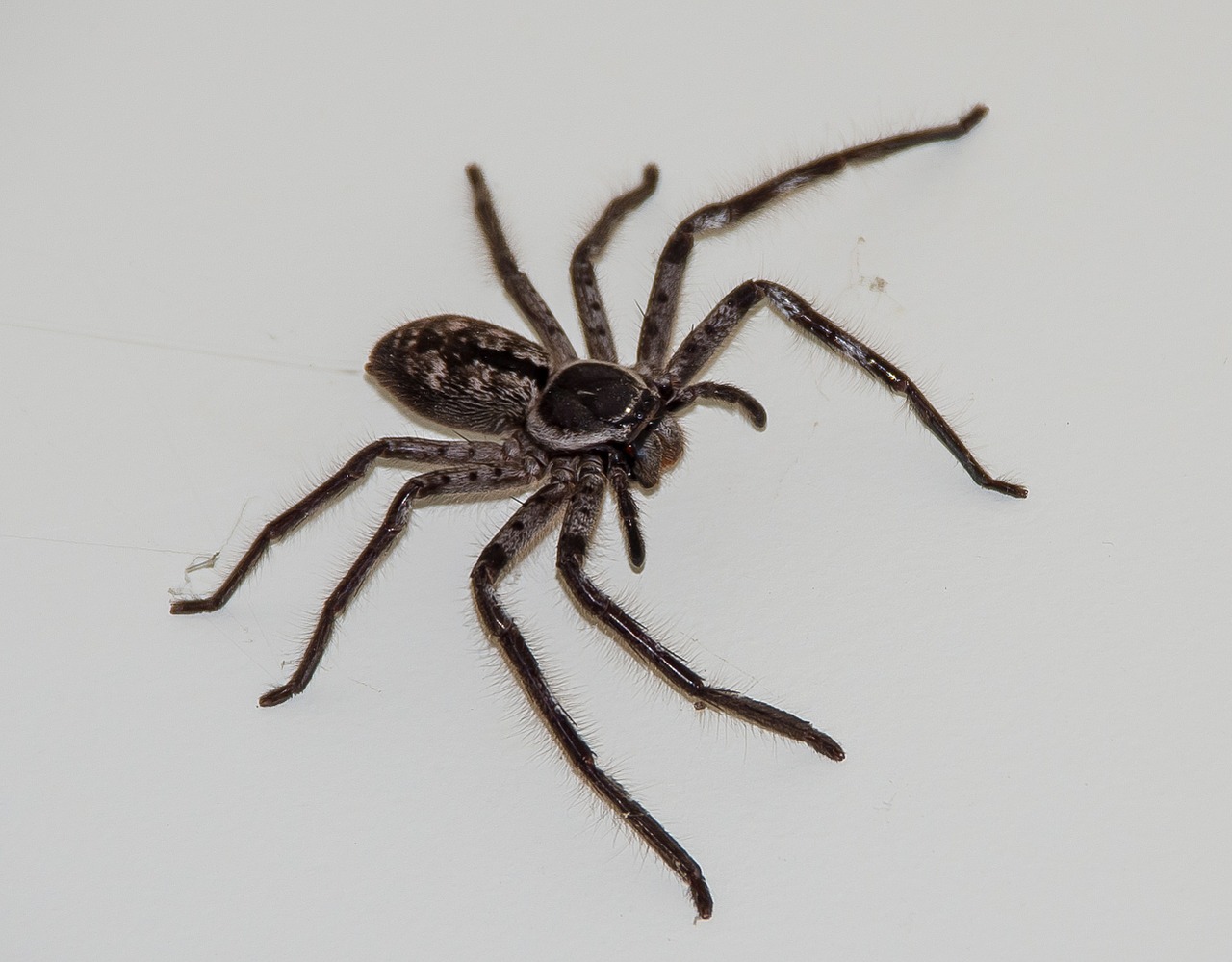 Image - huntsman spider spider large brown