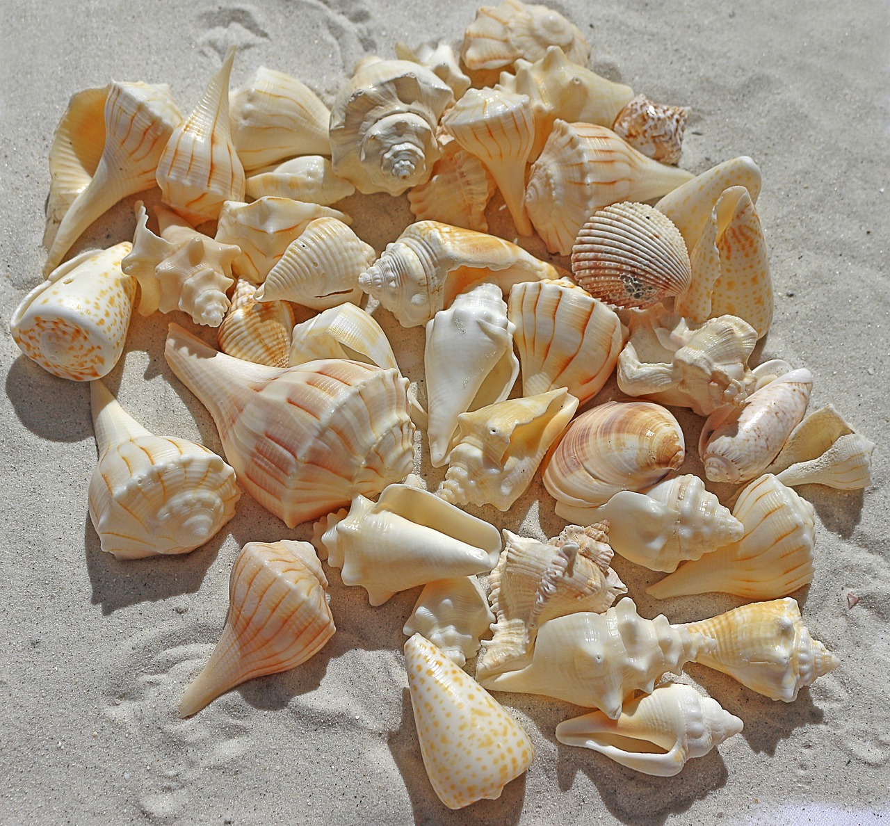 Image - sea shells sea beach sand nature