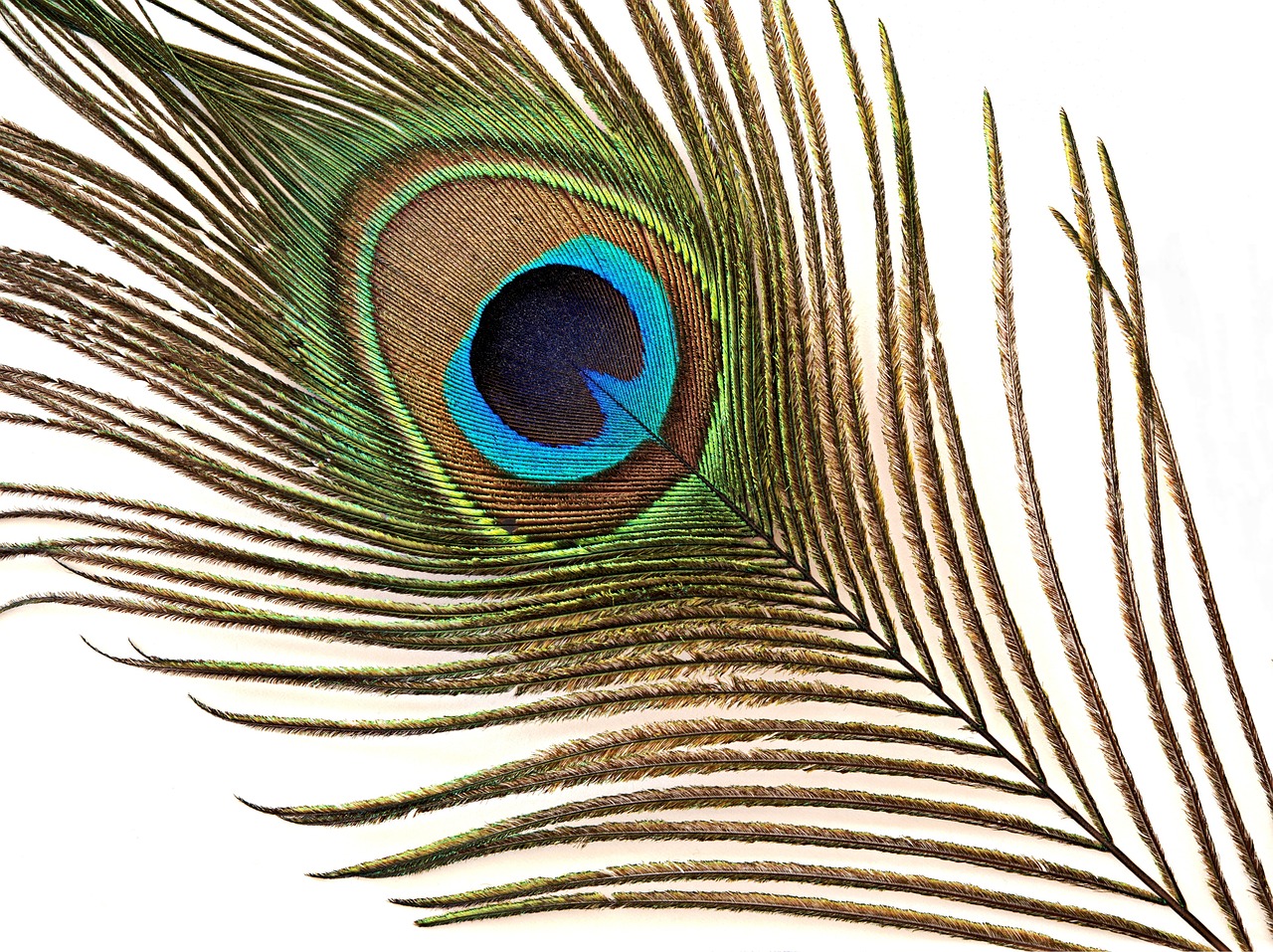 Image - peacock feather iridescent
