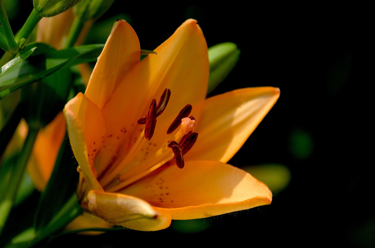 Image - lily flower daylily flowers plants