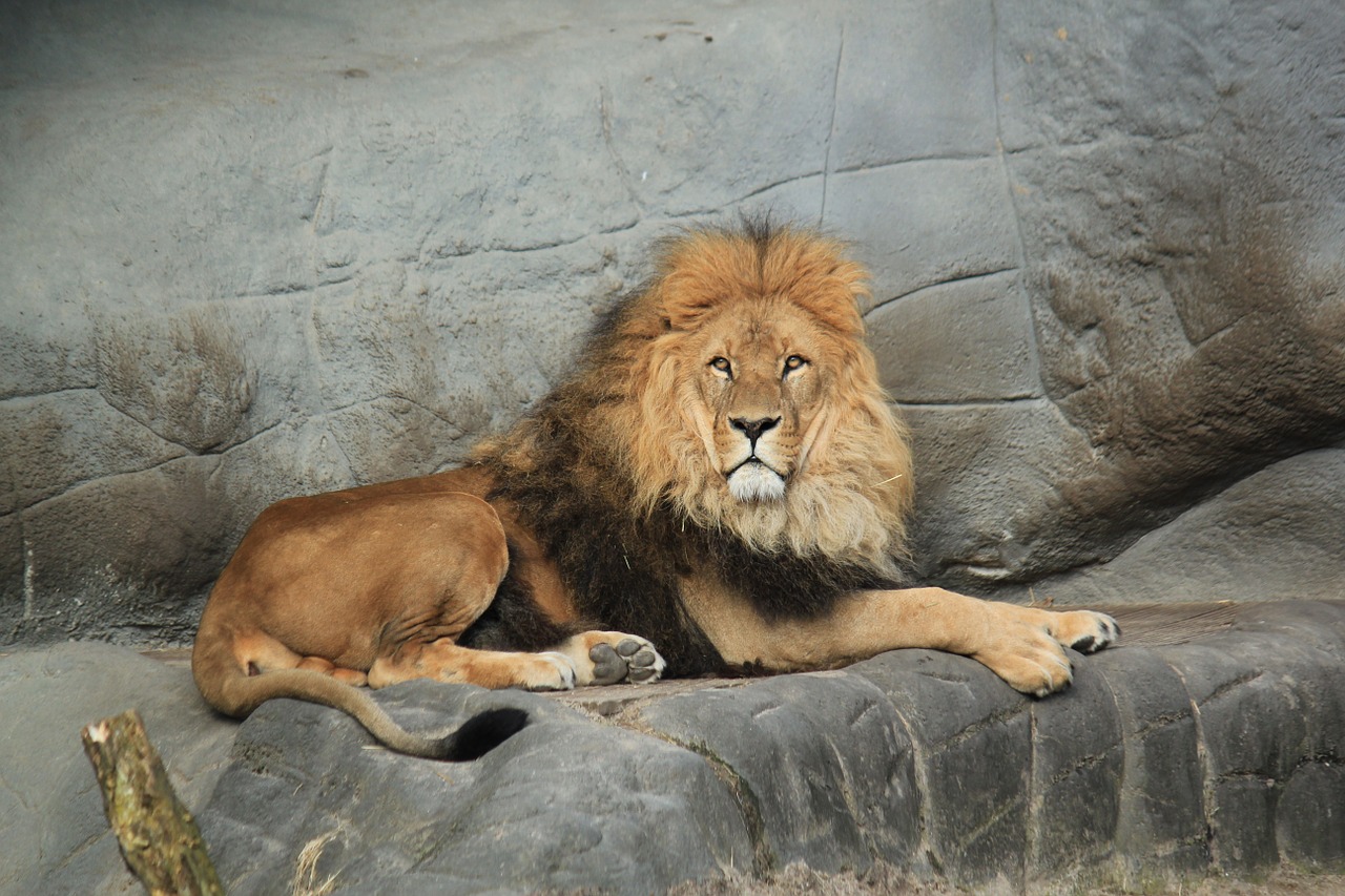 Image - lion animal king wild hagenbeks