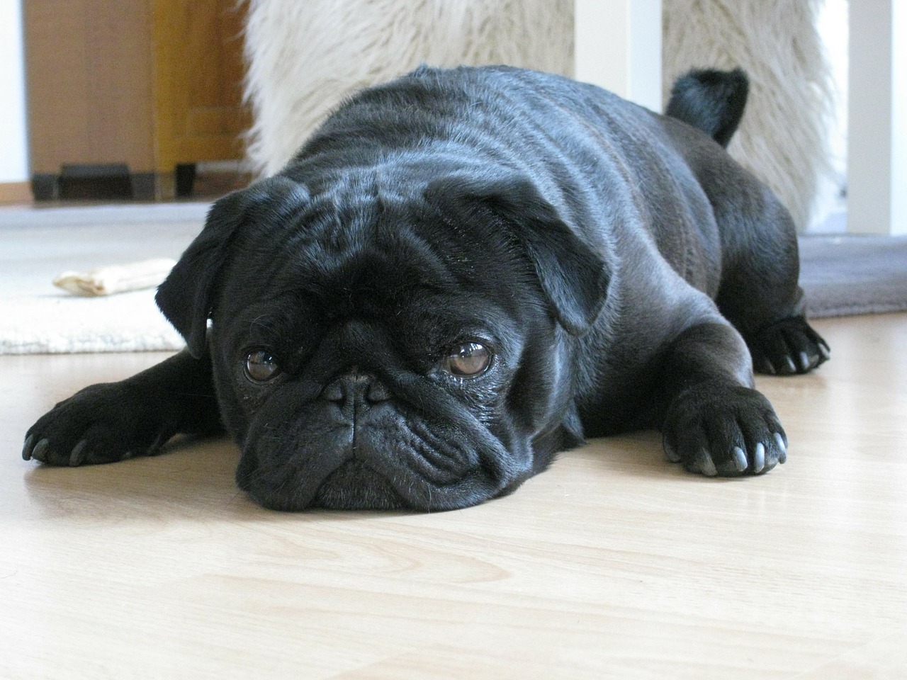 Image - dog pet pug black lying ground