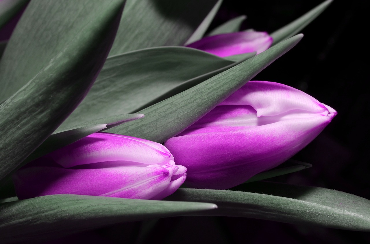 Image - tulip purple flower