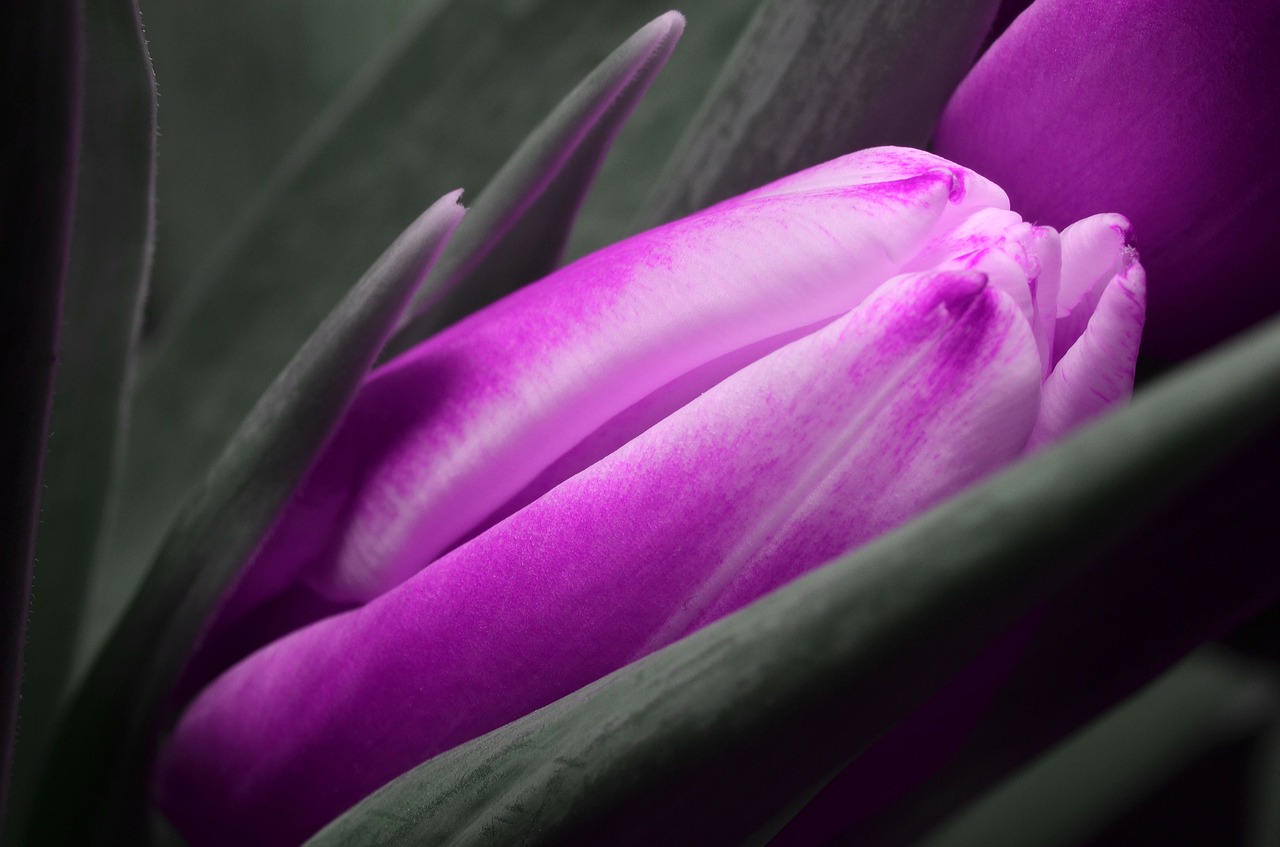 Image - tulip purple flower