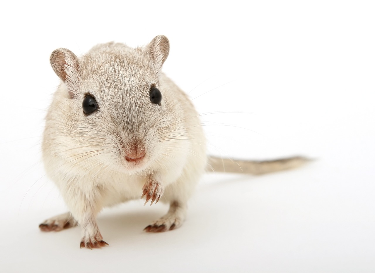 Image - animal attractive beautiful brown