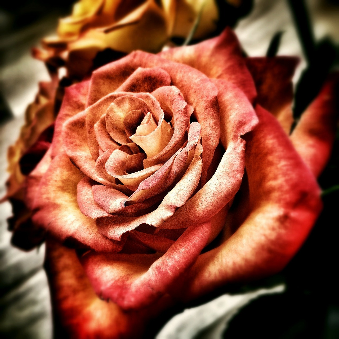 Image - rose flower love feelings