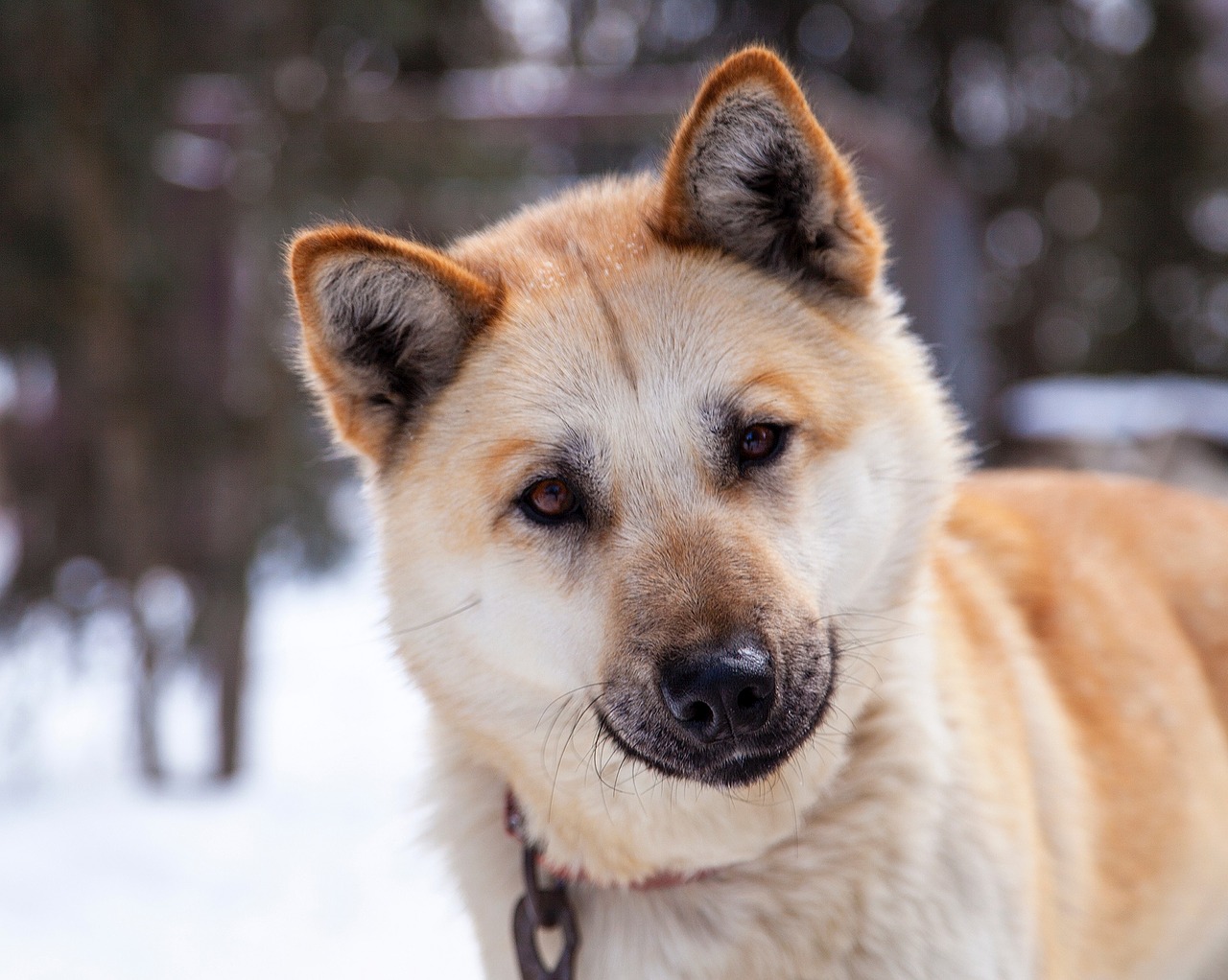 Image - husky dog canine portrait sled dog