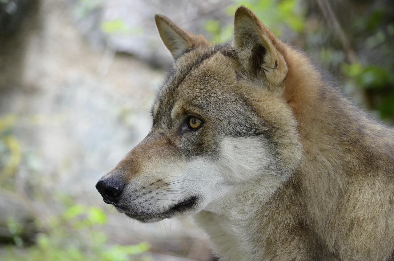 Image - wolf wolf face wild animal