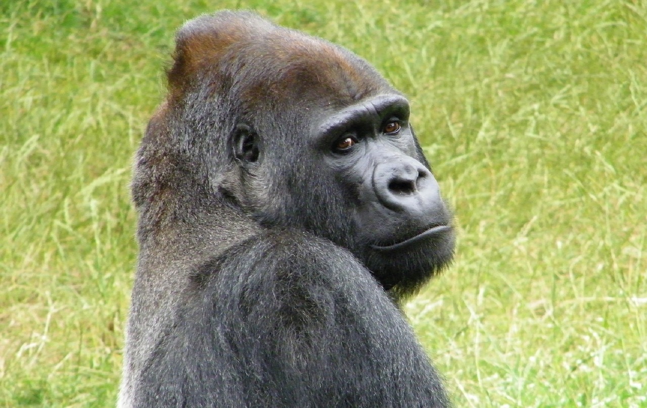 Image - gorilla sitting resting primate