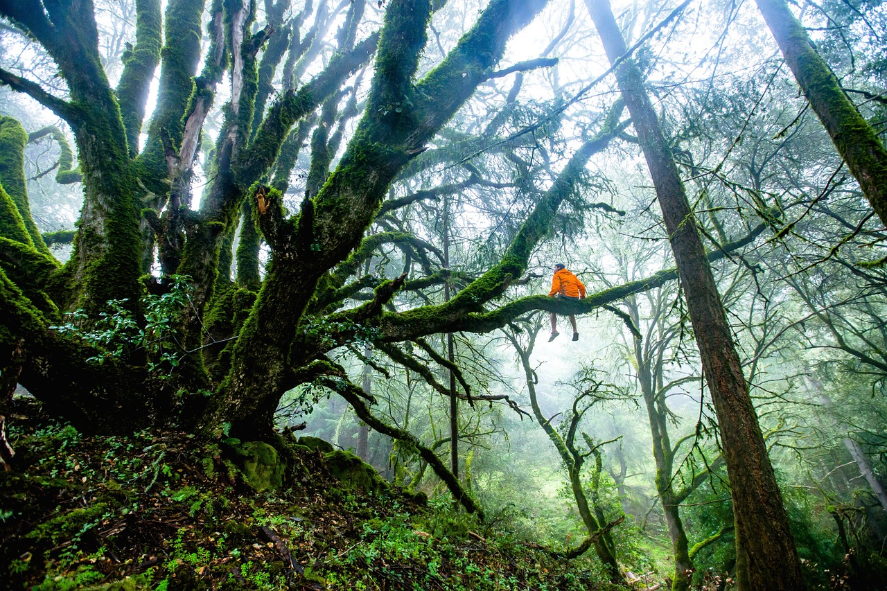 Image - forest trees man adventure nature