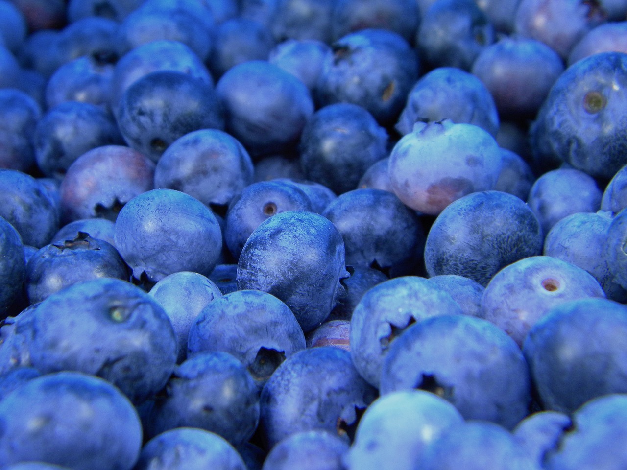 Image - blueberries blueberry fruit food