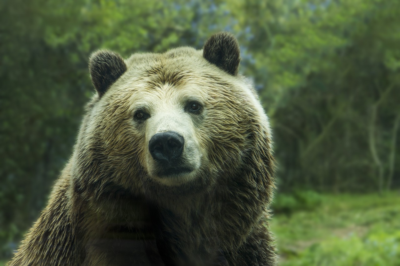 Image - bear grizzly bear grizzly brown