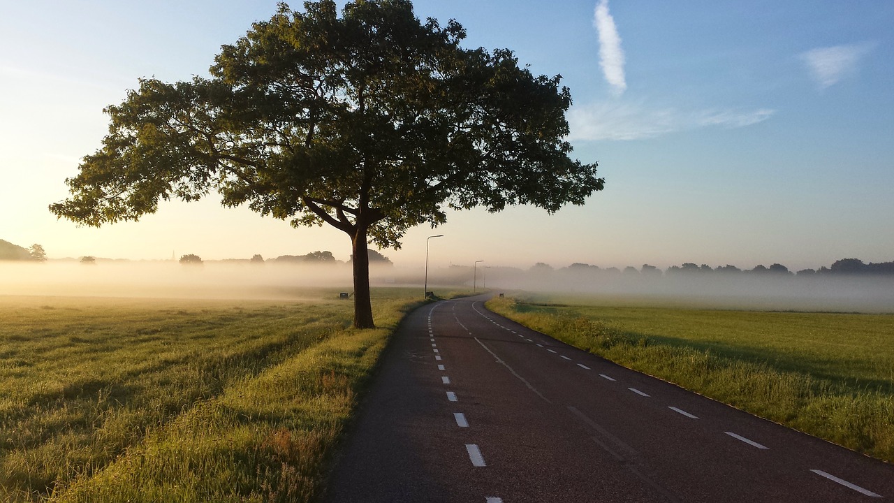 Image - road tree fog foggy country