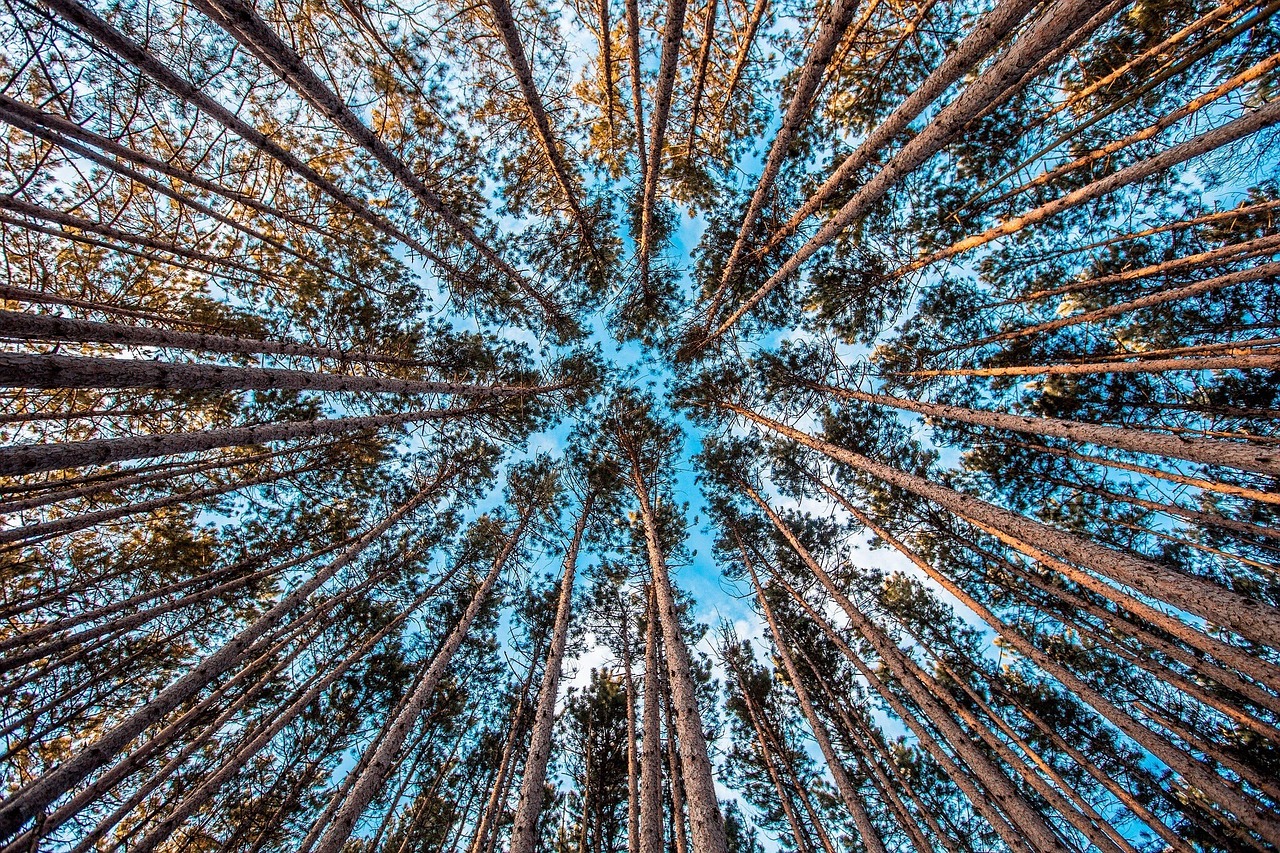 Image - forest trees upward environment