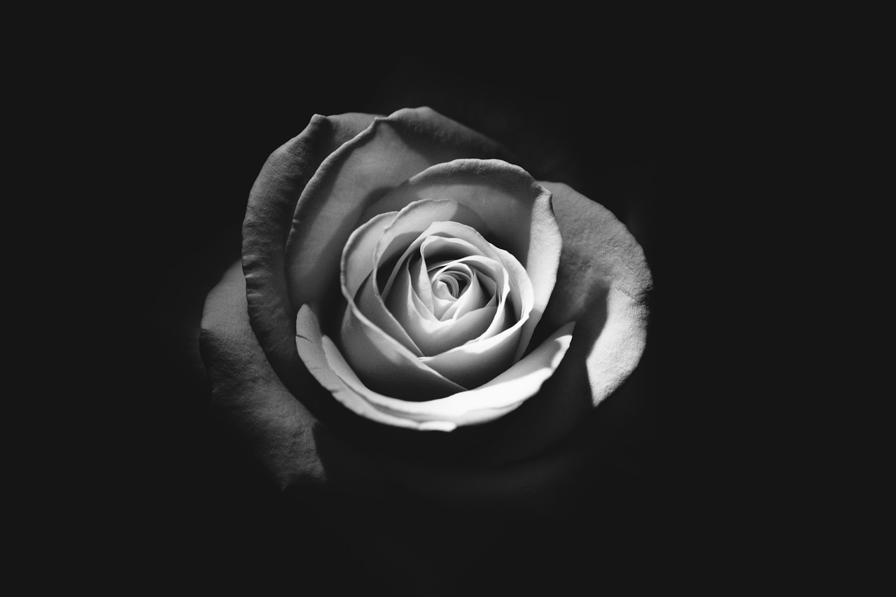 Image - rose macro flower floral love