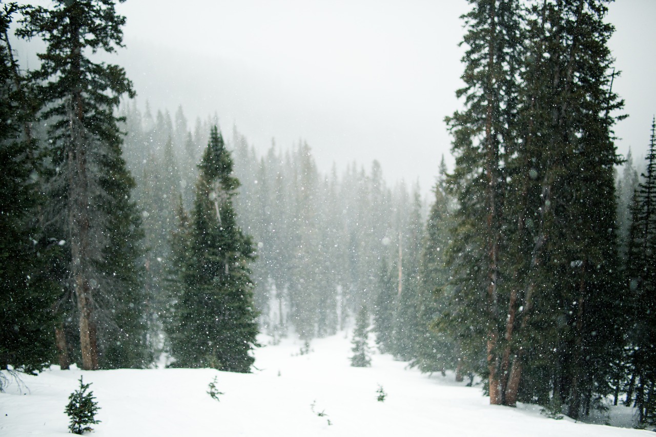 Image - snow snowing trees evergreen