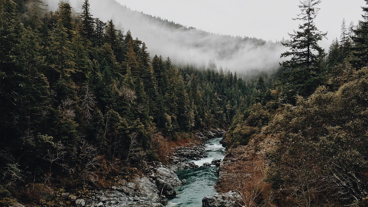 Image - forest wild wilderness trees