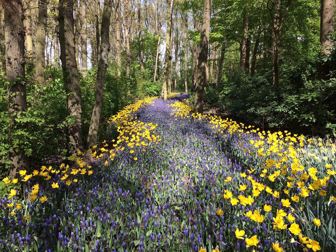 Image - flowers woods wildflowers nature