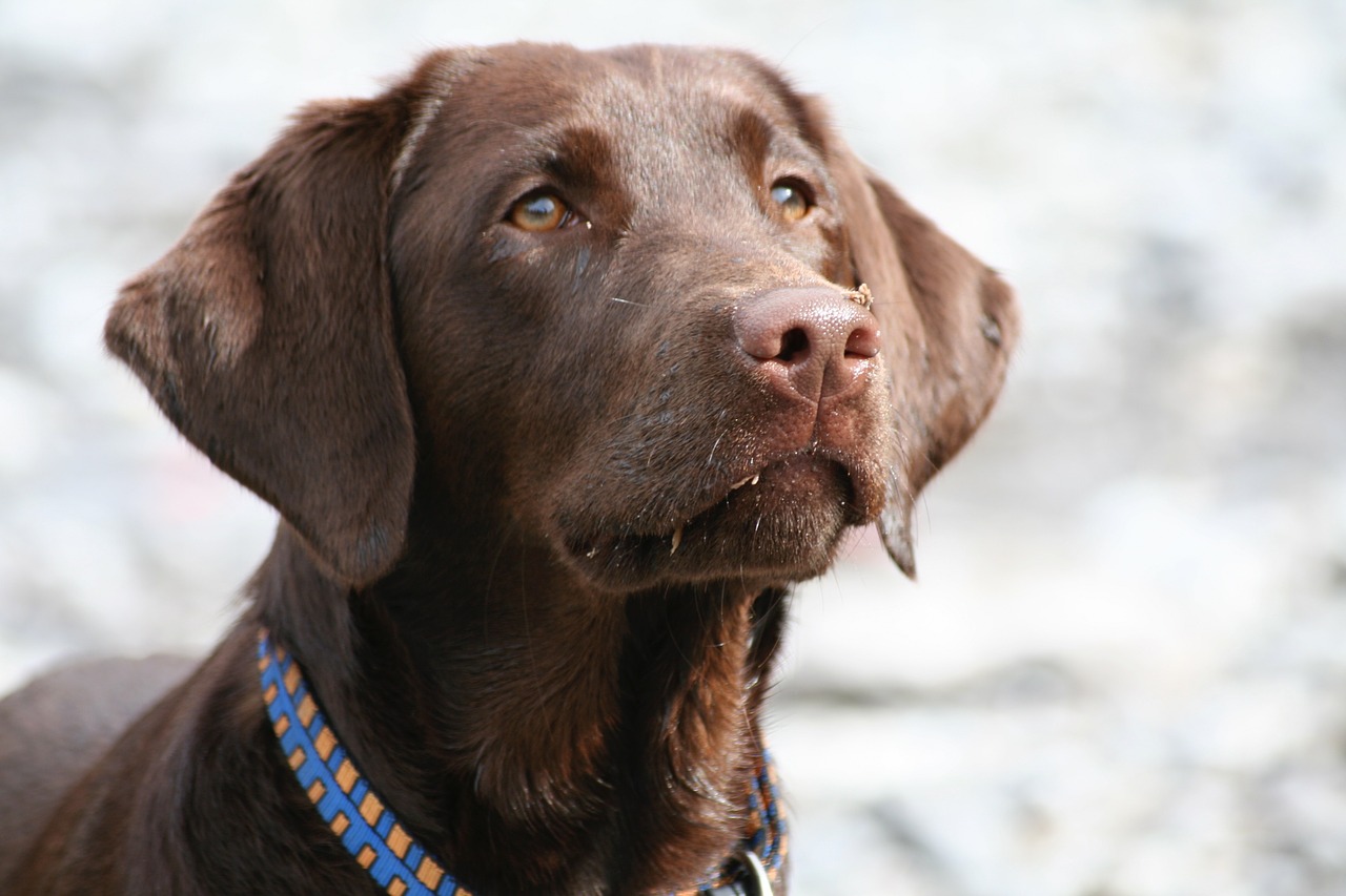 Image - dog labrador brown head portrait