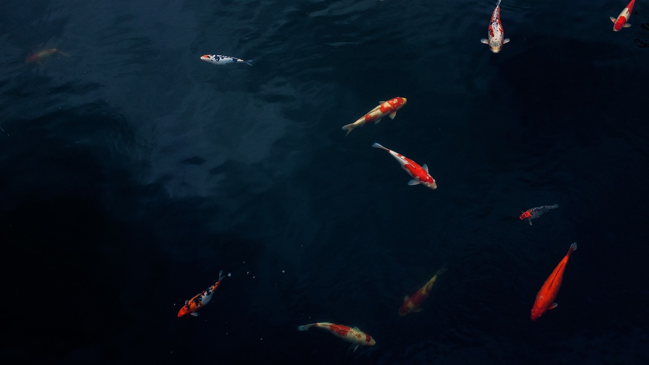 Image - water koi pond fish carp outdoors