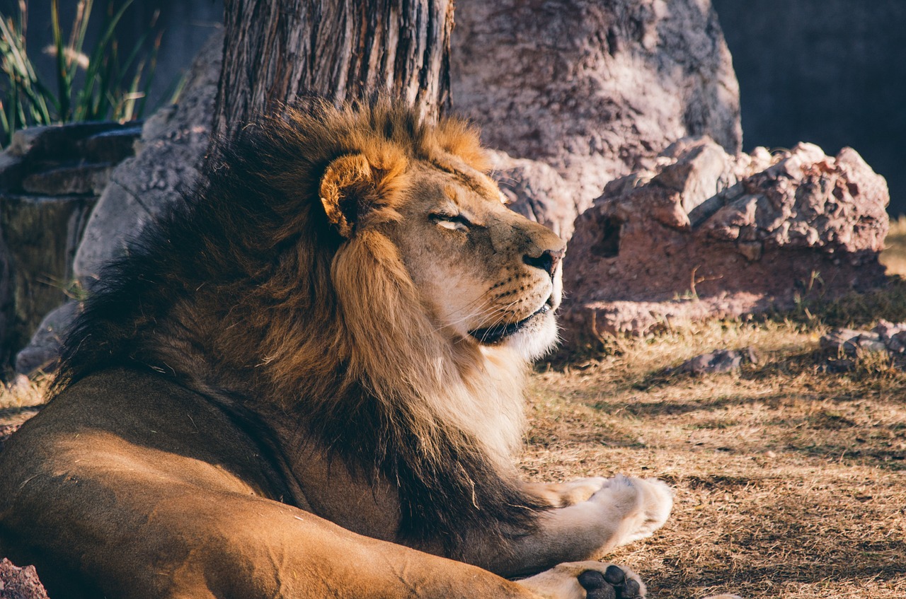 Image - lion animal african mammal