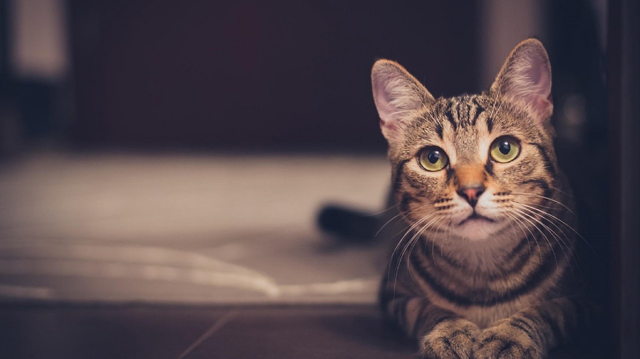 Image - cat shadows feline resting indoors