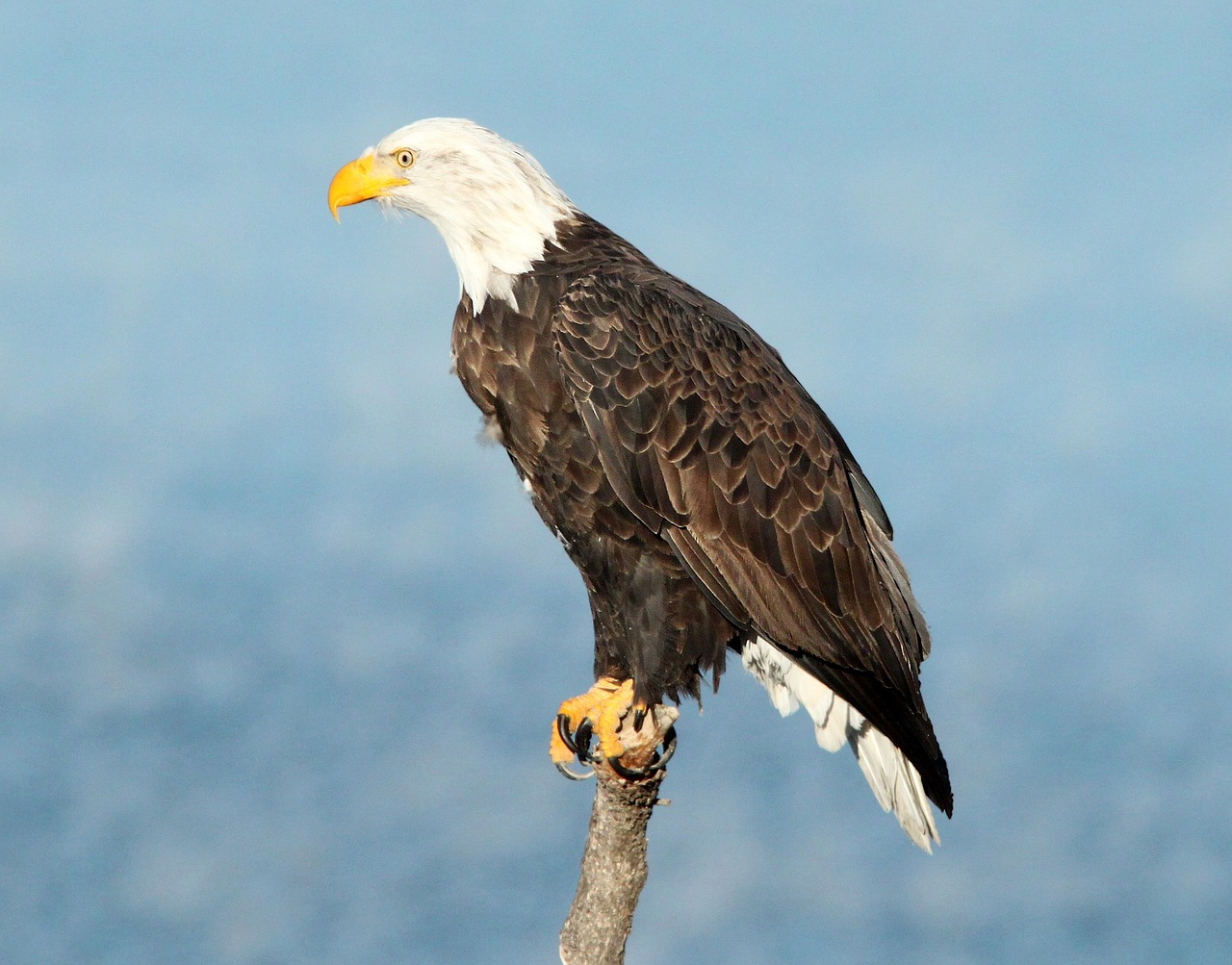 Image - bald eagle eagle bald perched