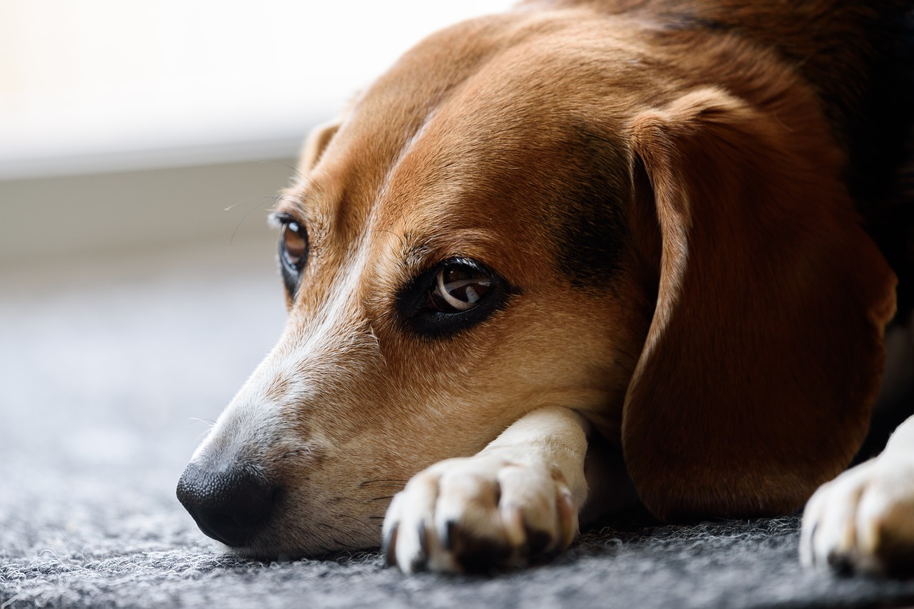 Image - beagle dog cute animal pet canine