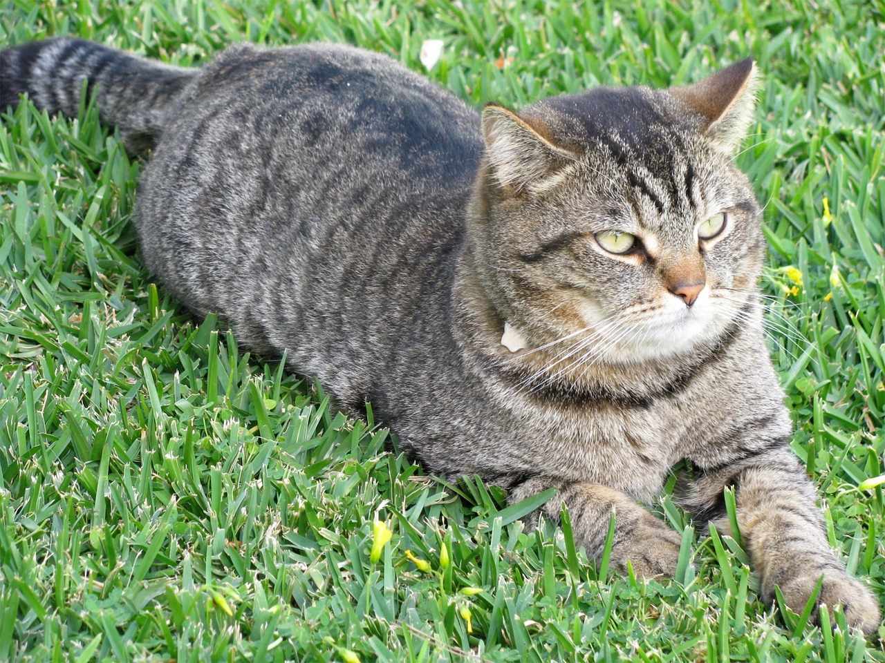 Image - cat animal pet feline rest pets
