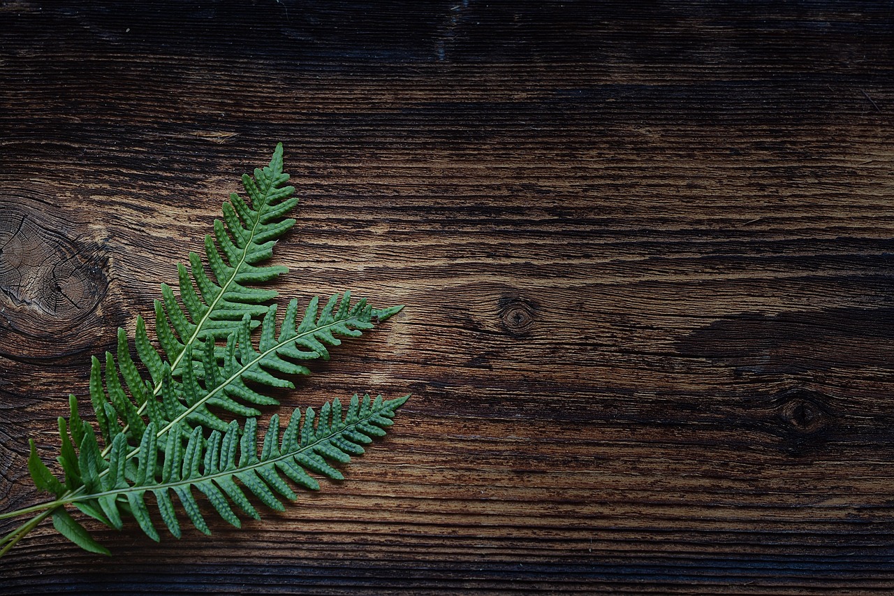 Image - fern small fern green plant wood