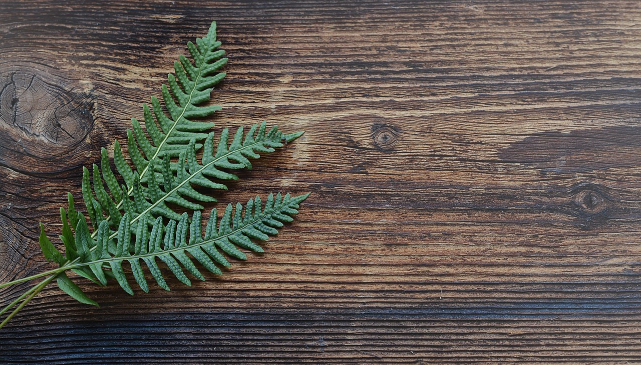Image - fern small fern green plant wood