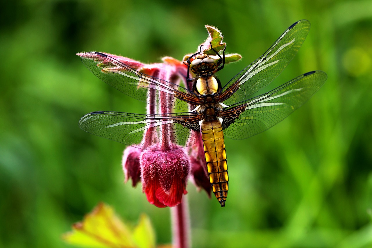 Image - macro nature flowers spring peace