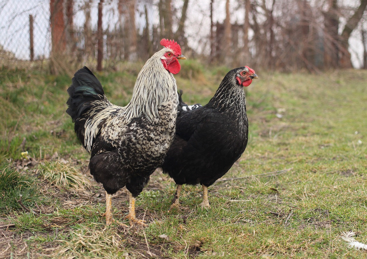 Image - chicken black prejudices kura
