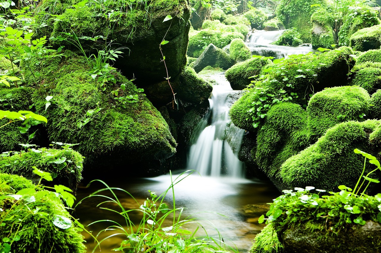 Image - forest water valley nature