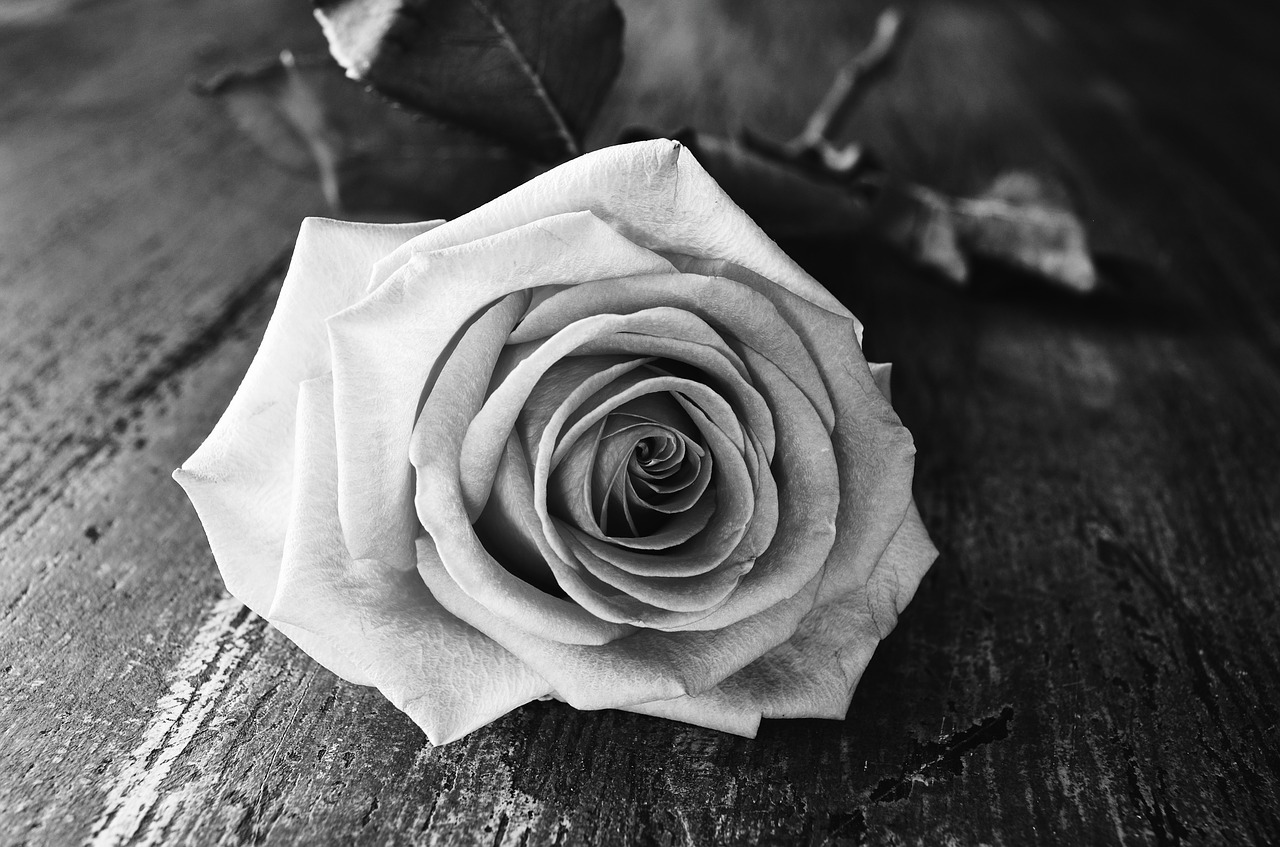 Image - rose flower black white