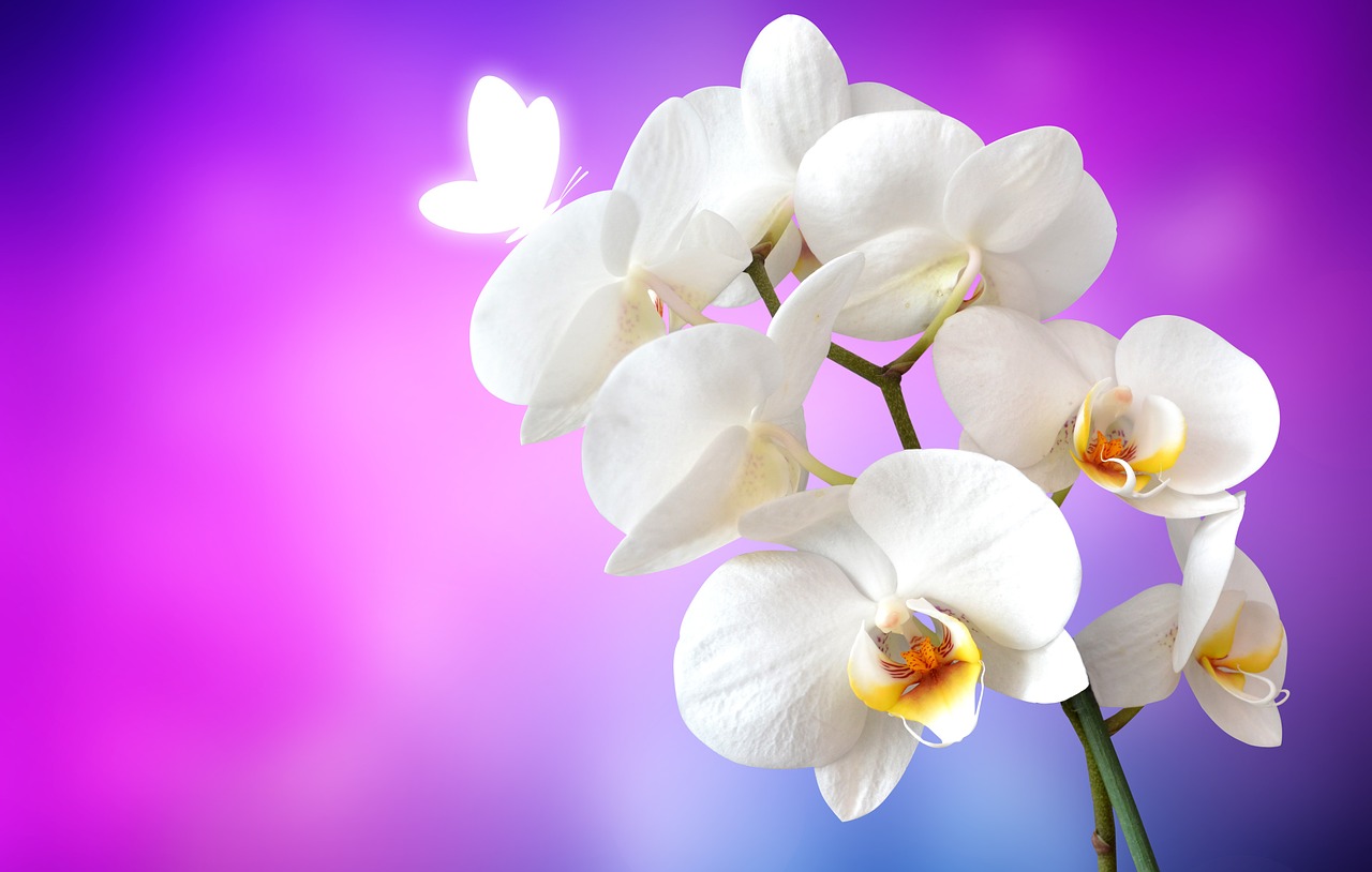 Image - orchid butterfly flower white