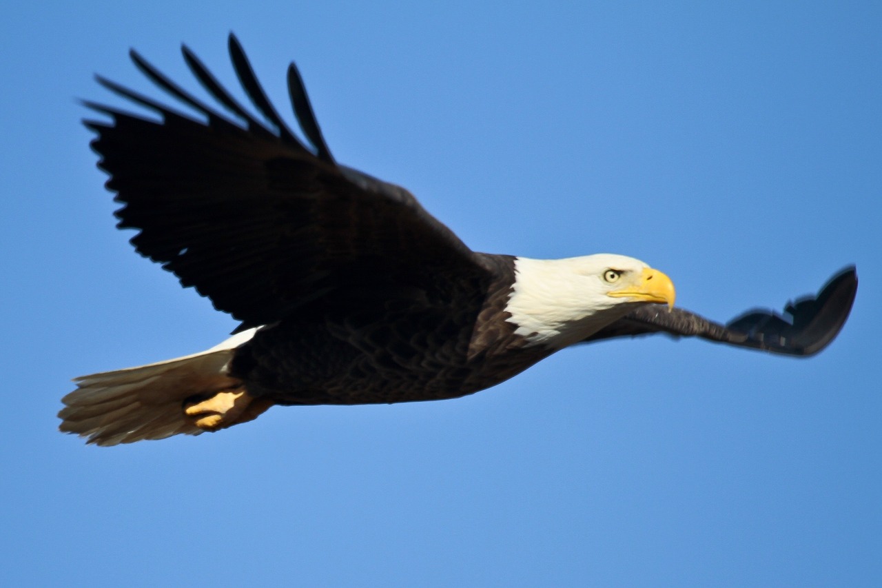 Image - bald eagle soaring bird raptor