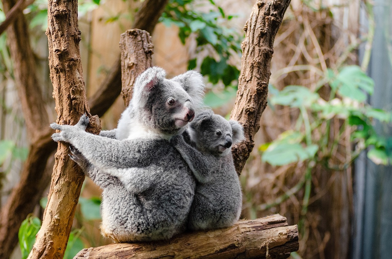 Image - koala bears tree sitting perched