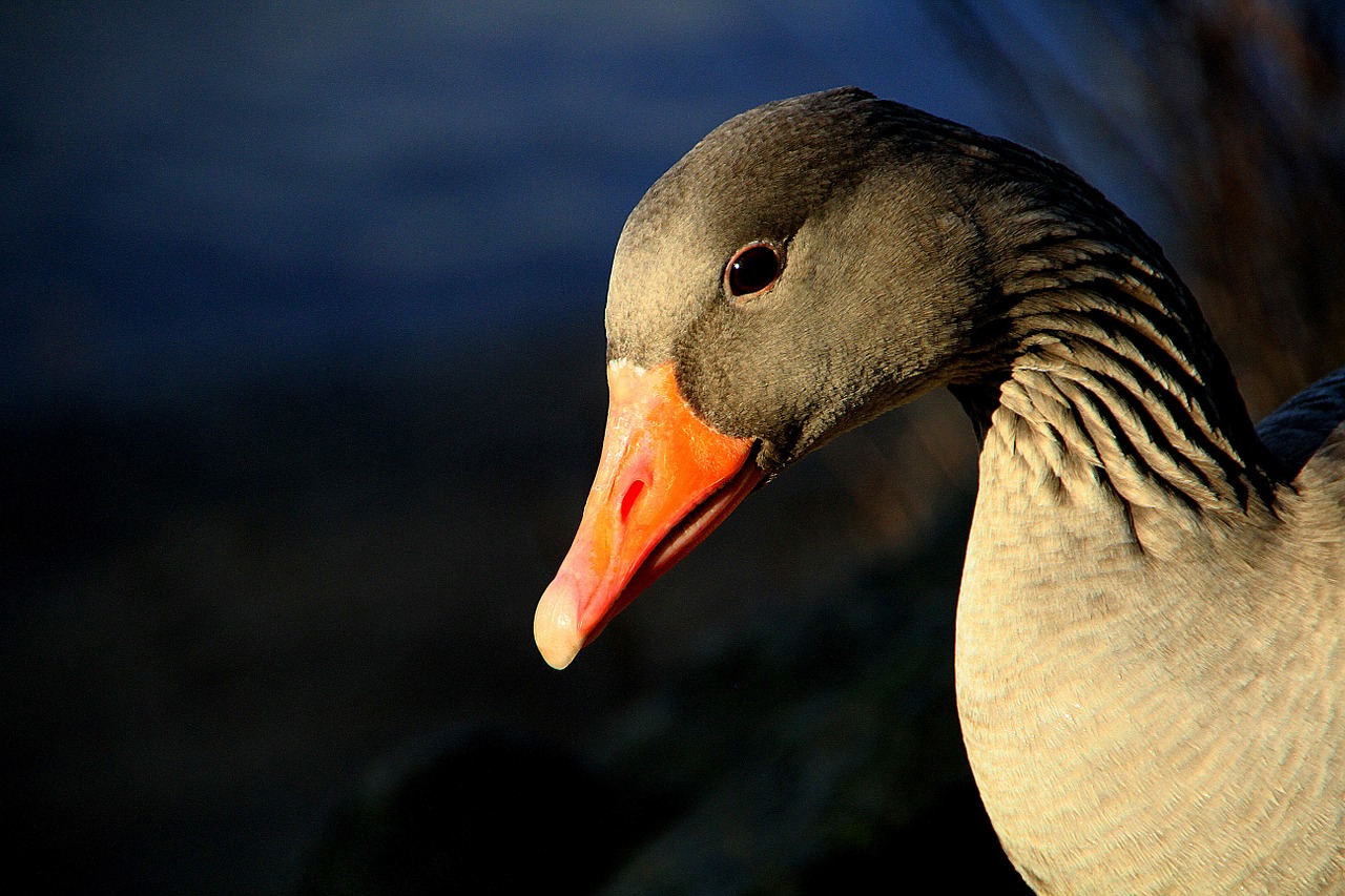 Image - animal gander greylag goose geese