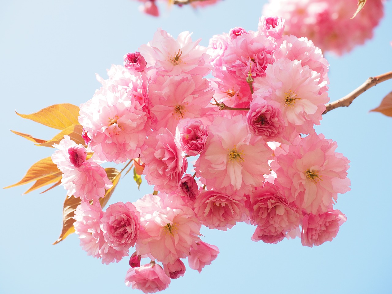 Image - cherry blossom japanese cherry smell