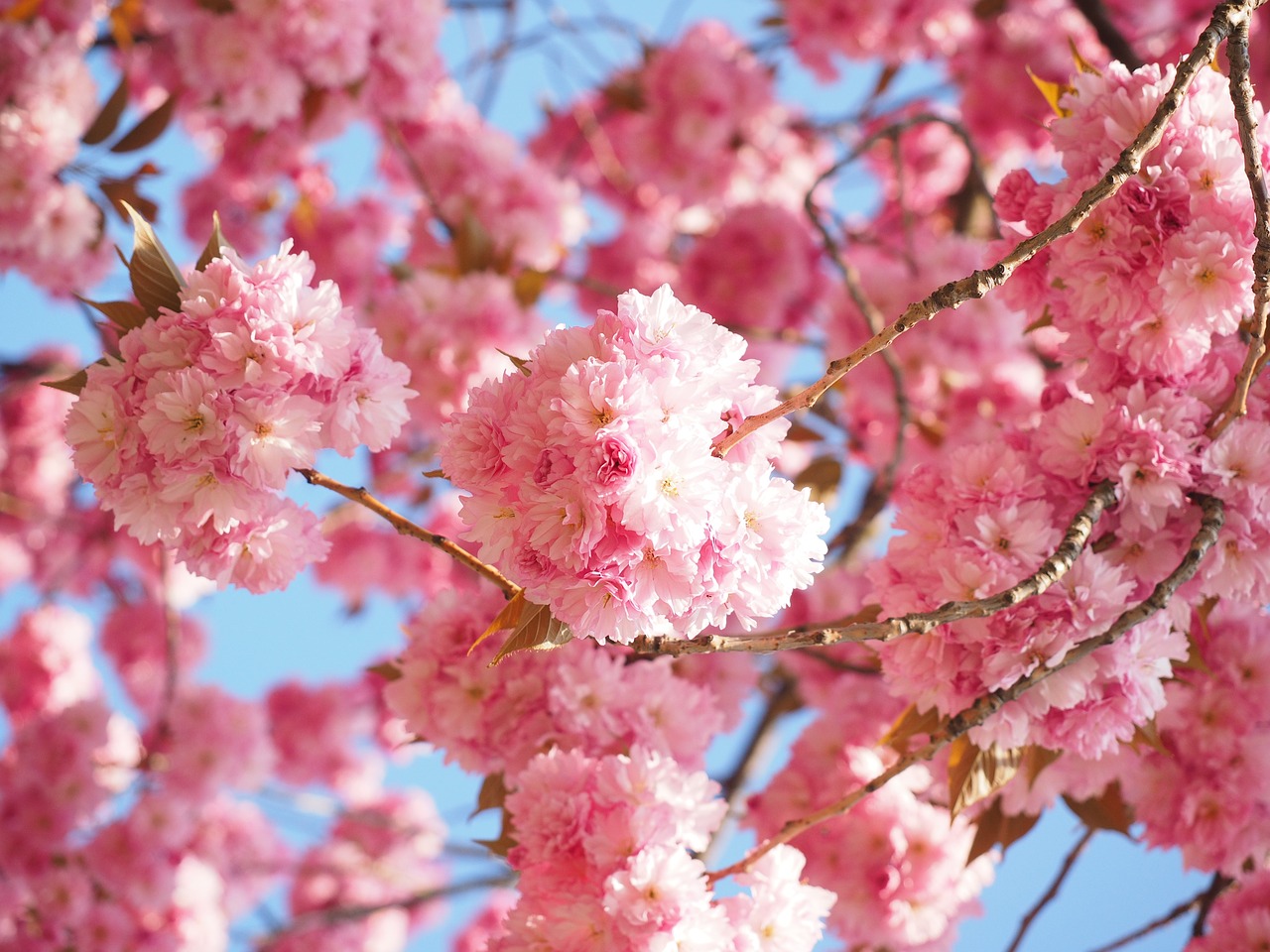 Image - cherry blossom japanese cherry smell