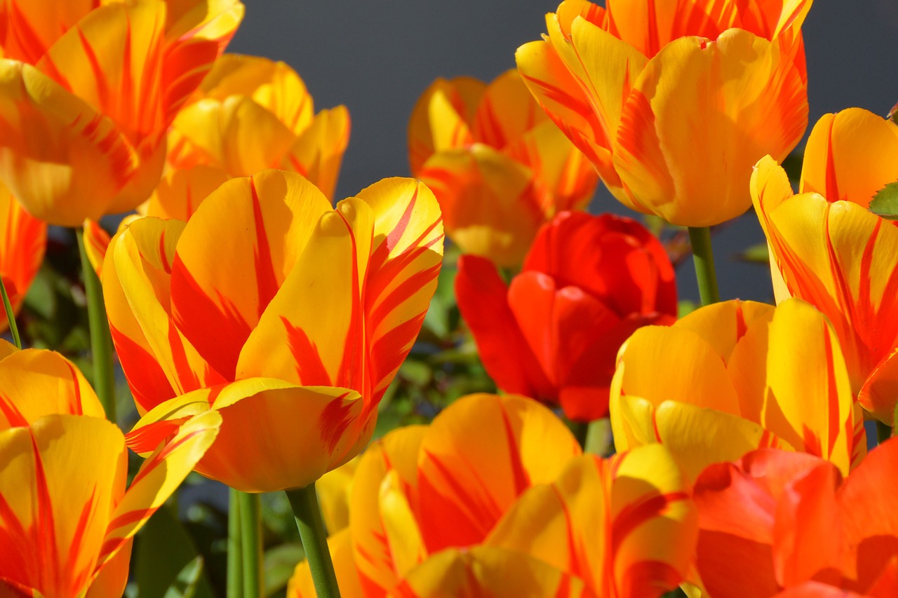 Image - tulips tulip flower flowers red