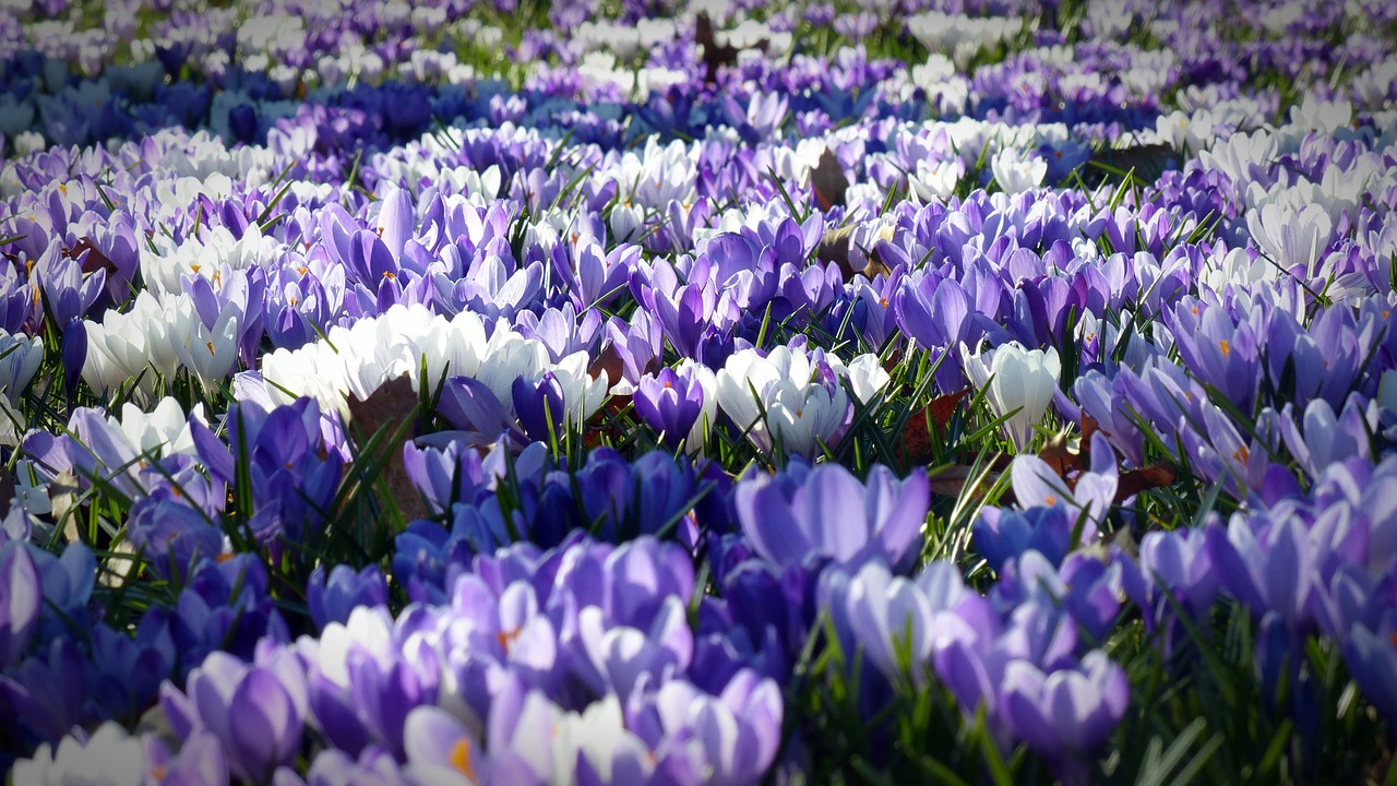 Image - crocus garden flowers