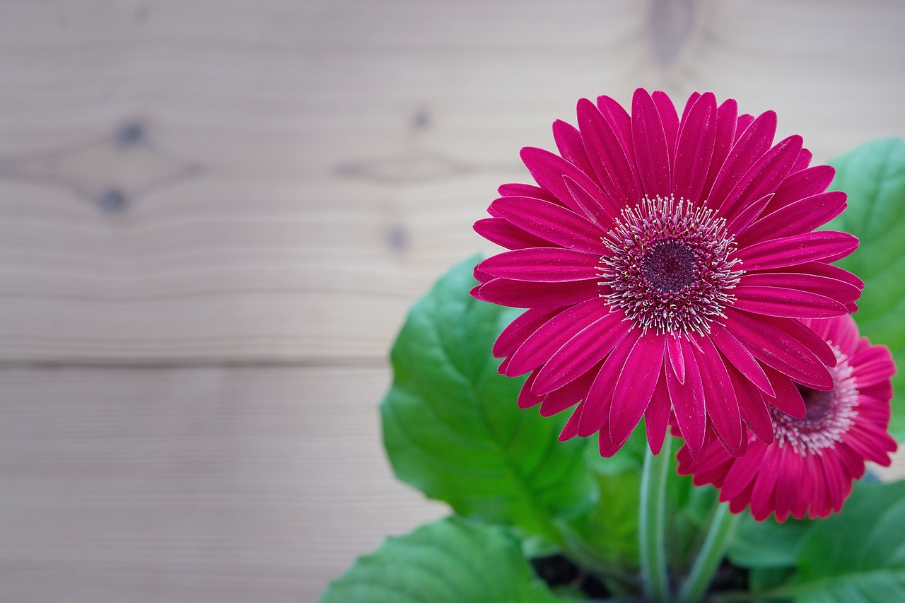Image - gerbera pink flower blossom bloom