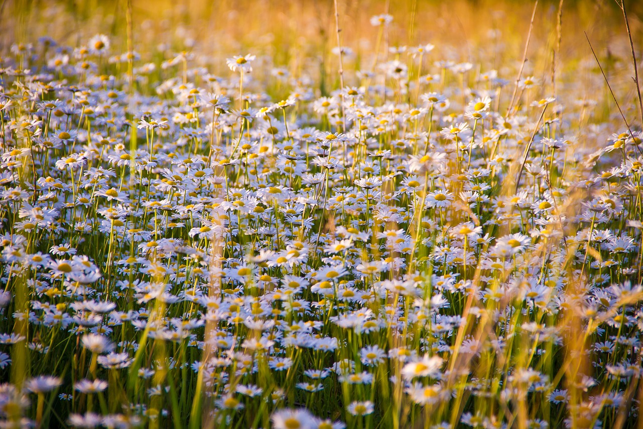 Image - chamomile flowers white flowers