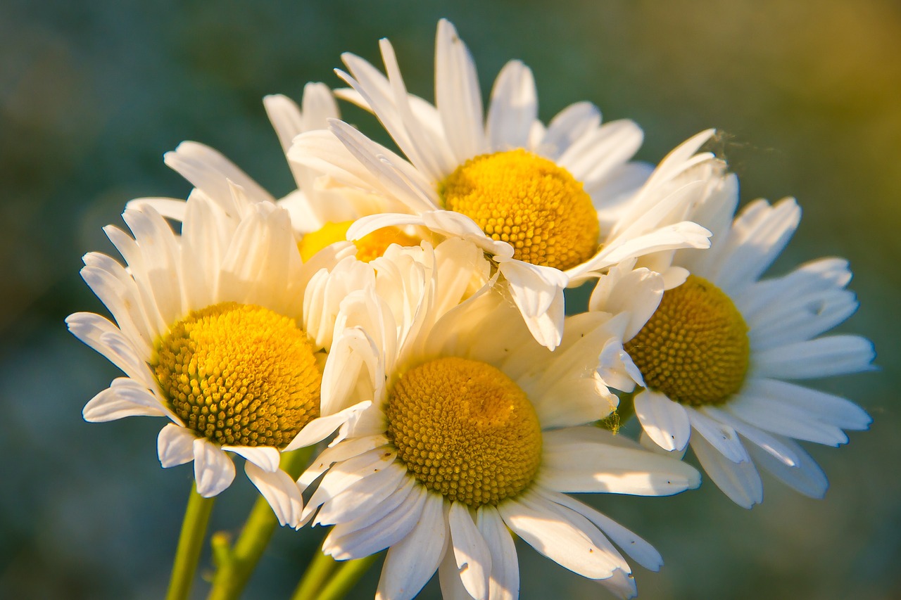Image - chamomile bouquet