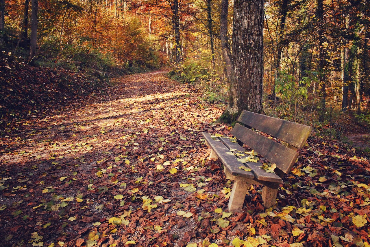 Image - park park bench leaves leaf autumn