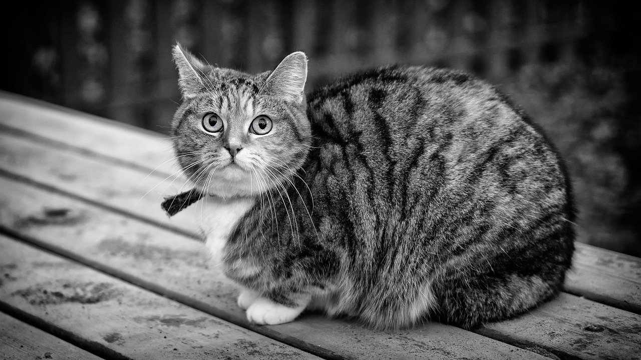 Image - black and white cat animal domestic