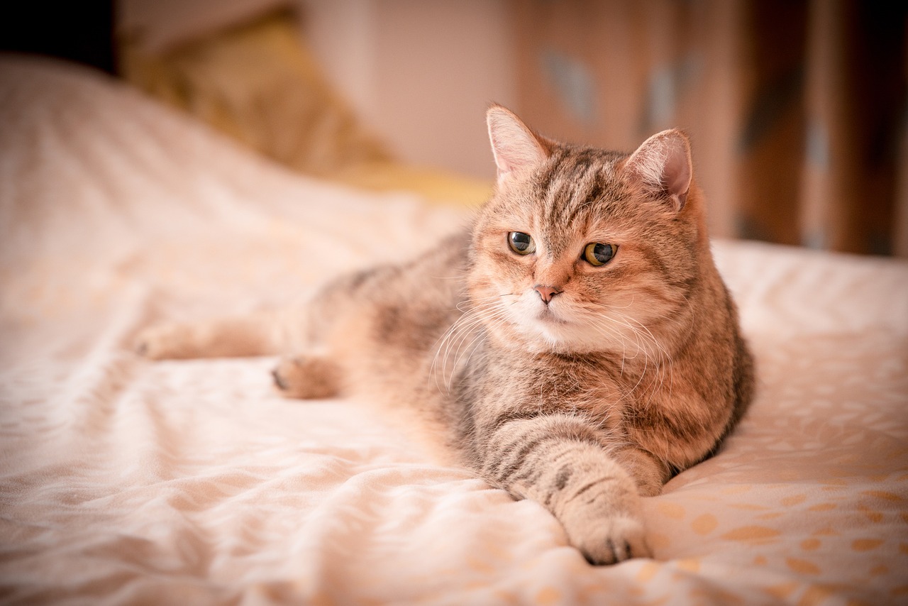 Image - pet cuteness cat cat mia