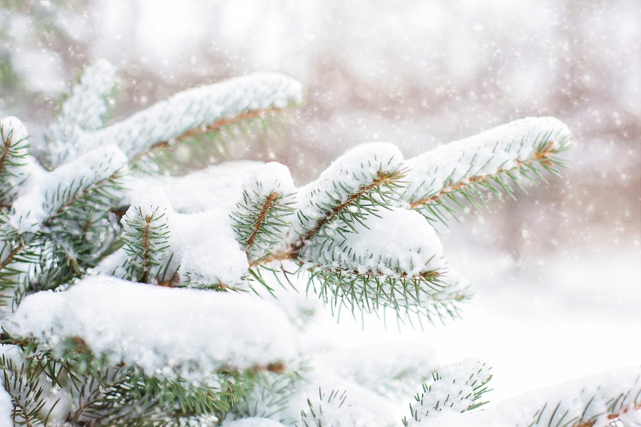 Image - snow in pine tree pine branch winter